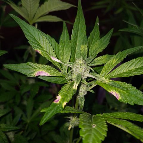 Velhinho growlog timeline photo