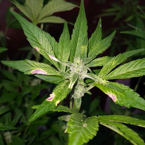 Velhinho growlog timeline photo