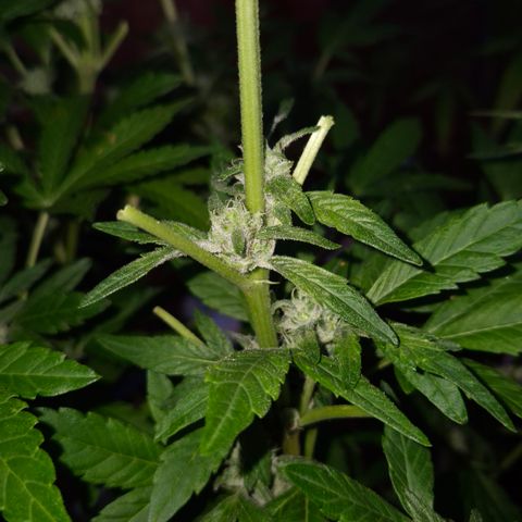 Velhinho growlog timeline photo