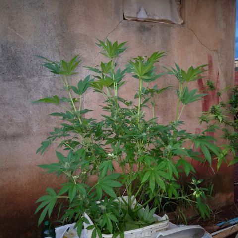 Velhinho growlog timeline photo