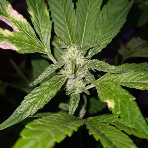 Velhinho growlog timeline photo