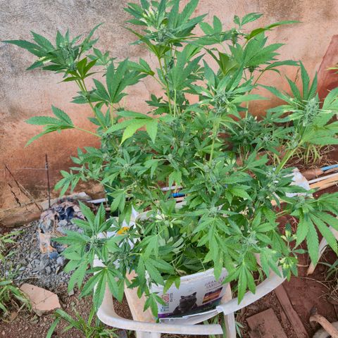 Velhinho growlog timeline photo