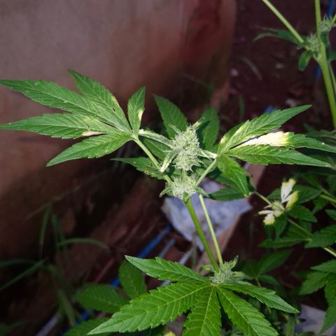 Velhinho growlog timeline photo