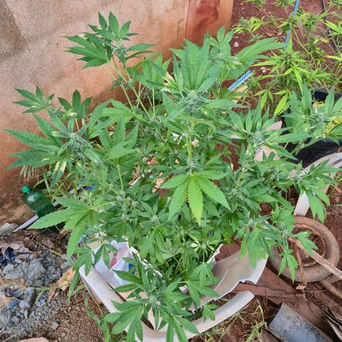 Velhinho growlog timeline photo