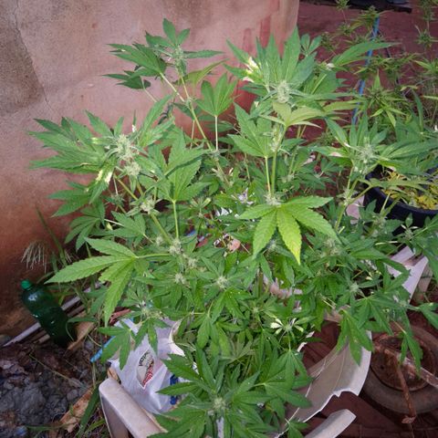 Velhinho growlog timeline photo