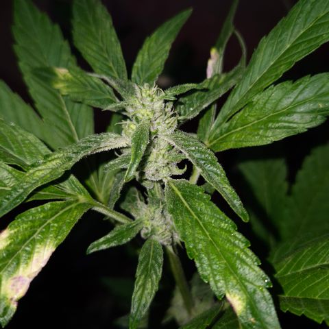 Velhinho growlog timeline photo