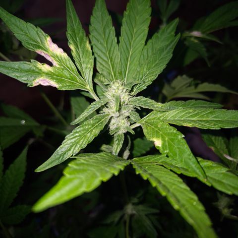 Velhinho growlog timeline photo