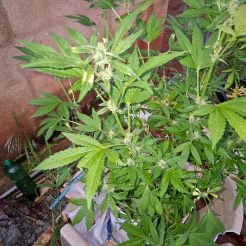 Velhinho growlog timeline photo