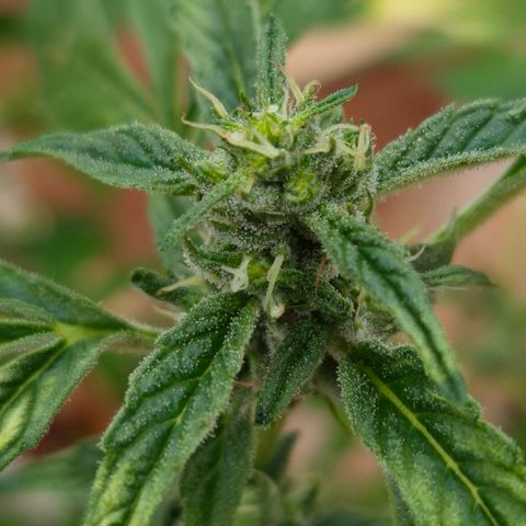 Velhinho growlog timeline photo