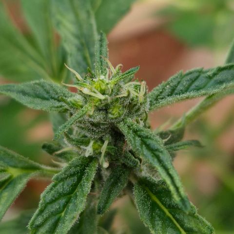 Velhinho growlog timeline photo