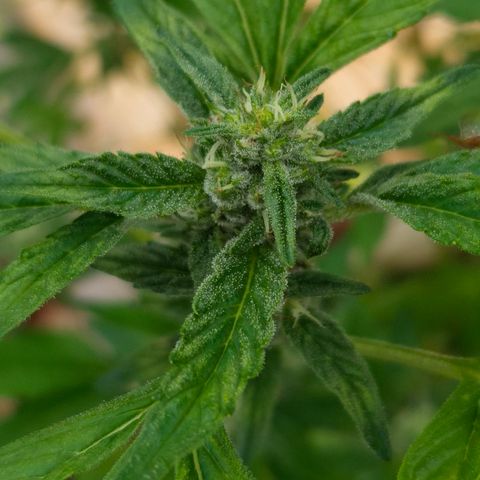 Velhinho growlog timeline photo