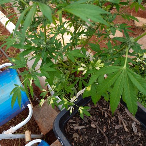 Velhinho growlog timeline photo
