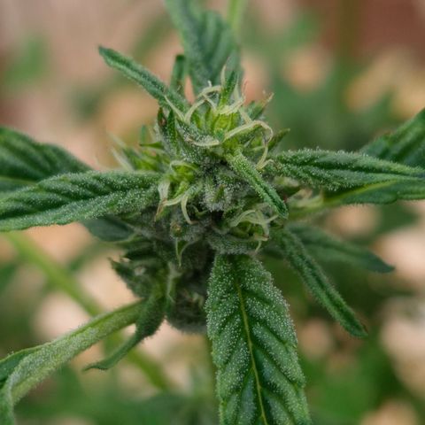 Velhinho growlog timeline photo