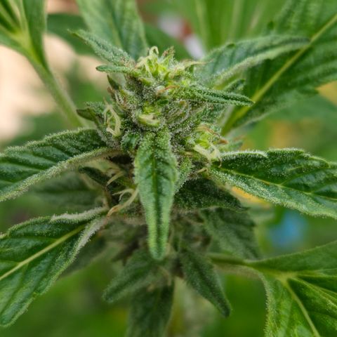 Velhinho growlog timeline photo