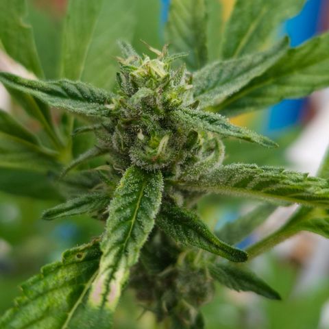Velhinho growlog timeline photo