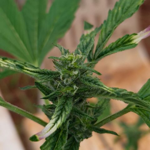 Velhinho growlog timeline photo