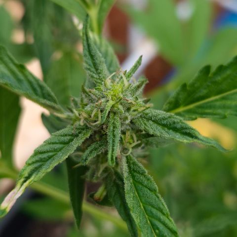 Velhinho growlog timeline photo