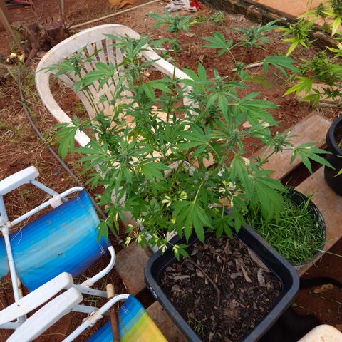 Velhinho growlog timeline photo
