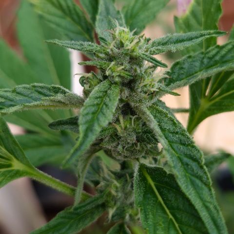 Velhinho growlog timeline photo