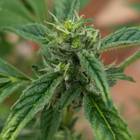 Velhinho growlog timeline photo