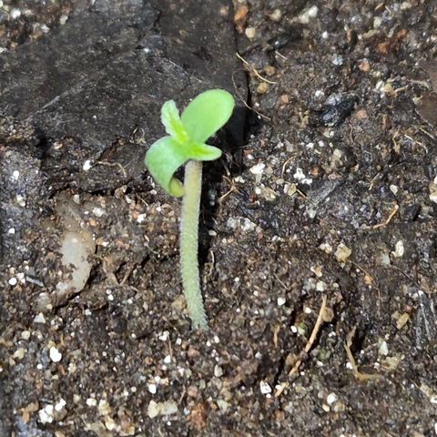 Auto Mac 51 - F1 growlog timeline photo