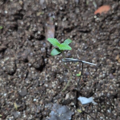 Auto Mac 51 - F1 growlog timeline photo