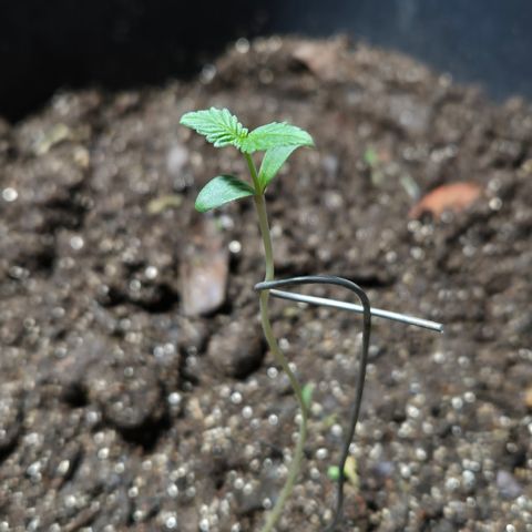 Auto Mac 51 - F1 growlog timeline photo