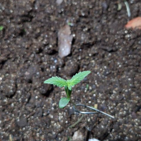 Auto Mac 51 - F1 growlog timeline photo