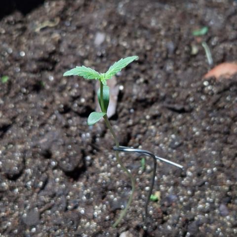 Auto Mac 51 - F1 growlog timeline photo