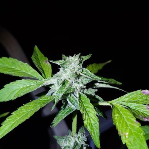 Velhinho growlog timeline photo
