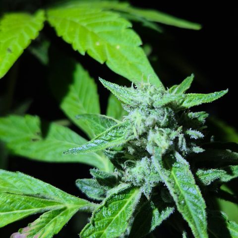 Velhinho growlog timeline photo
