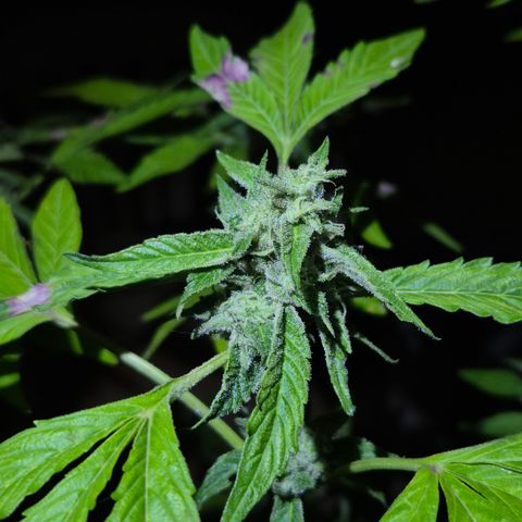 Velhinho growlog timeline photo