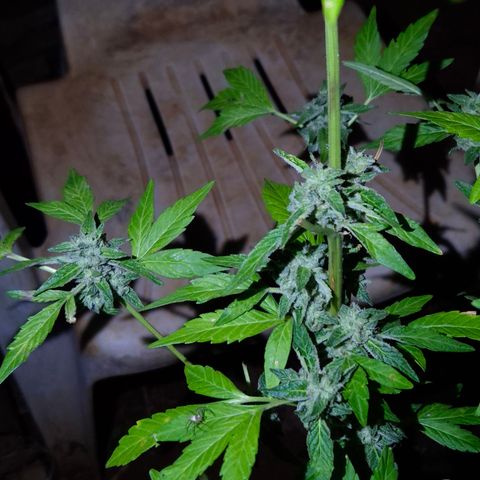 Velhinho growlog timeline photo