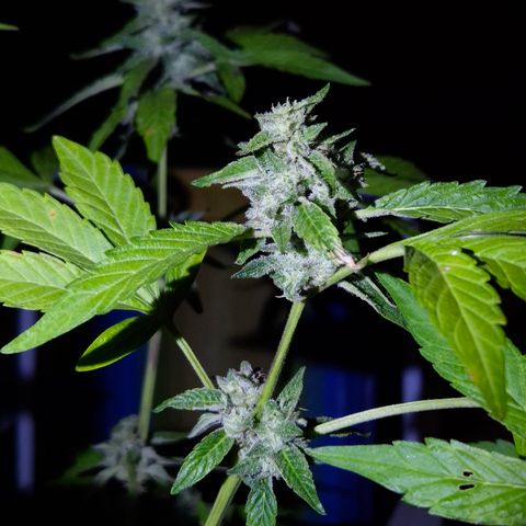Velhinho growlog timeline photo