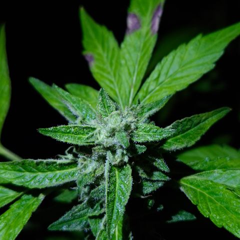 Velhinho growlog timeline photo