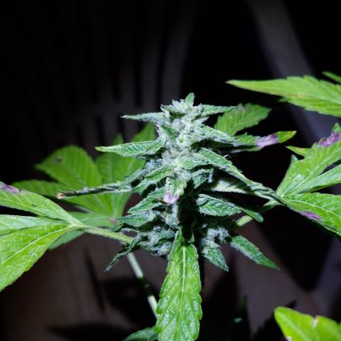 Velhinho growlog timeline photo