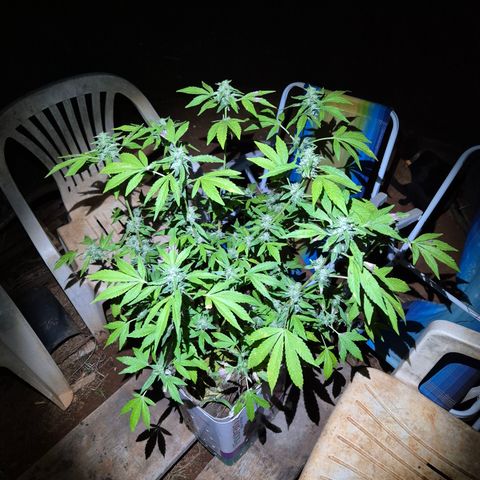 Velhinho growlog timeline photo