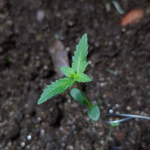 Auto Mac 51 - F1 growlog timeline photo