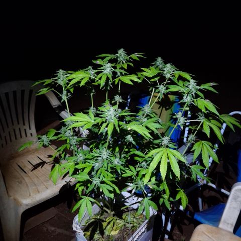 Velhinho growlog timeline photo