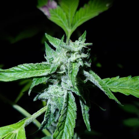Velhinho growlog timeline photo