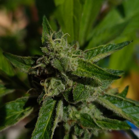 Velhinho growlog timeline photo