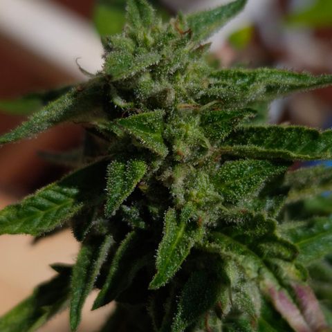 Velhinho growlog timeline photo