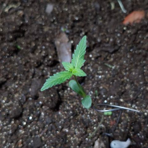 Auto Mac 51 - F1 growlog timeline photo