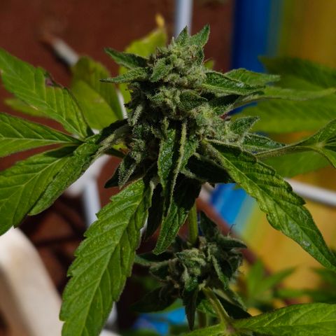Velhinho growlog timeline photo