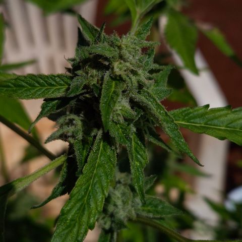 Velhinho growlog timeline photo