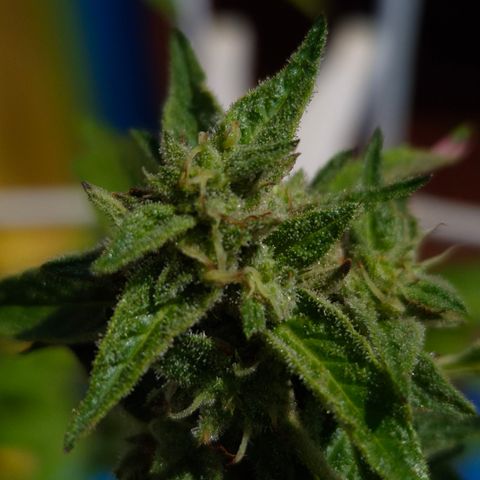 Velhinho growlog timeline photo