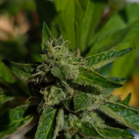Velhinho growlog timeline photo