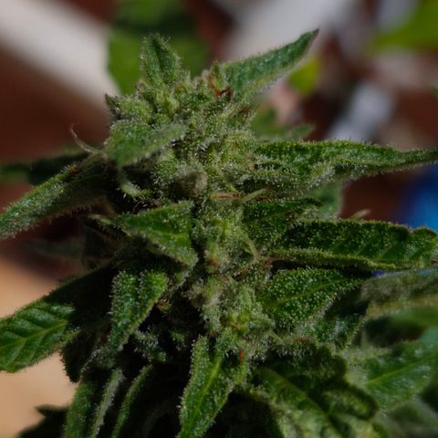 Velhinho growlog timeline photo