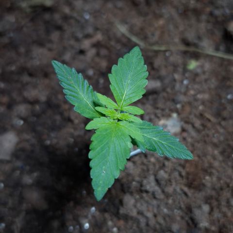 Auto Mac 51 - F1 growlog timeline photo