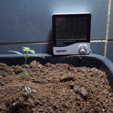Auto Mac 51 - F1 growlog timeline photo